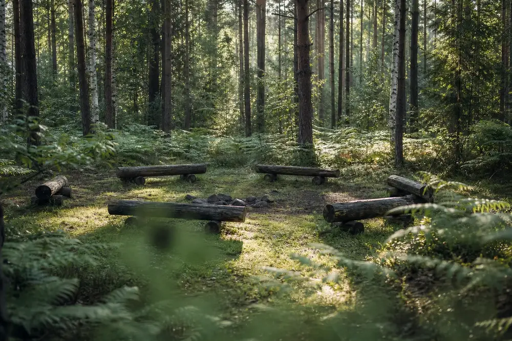A woodland clearing with log benches where sessions take place